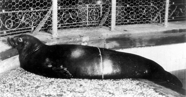 Caribbean Monk Seal – Extinction